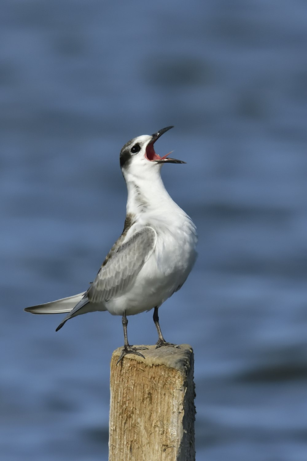 Foto mit flachem Fokus eines weißen und grauen Vogels