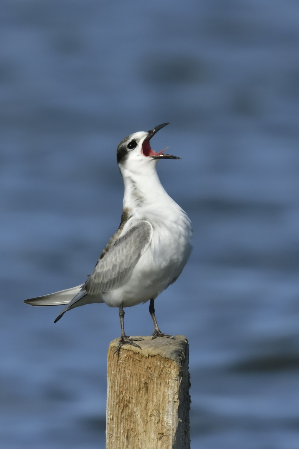 Foto de enfoque superficial de pájaro blanco y gris