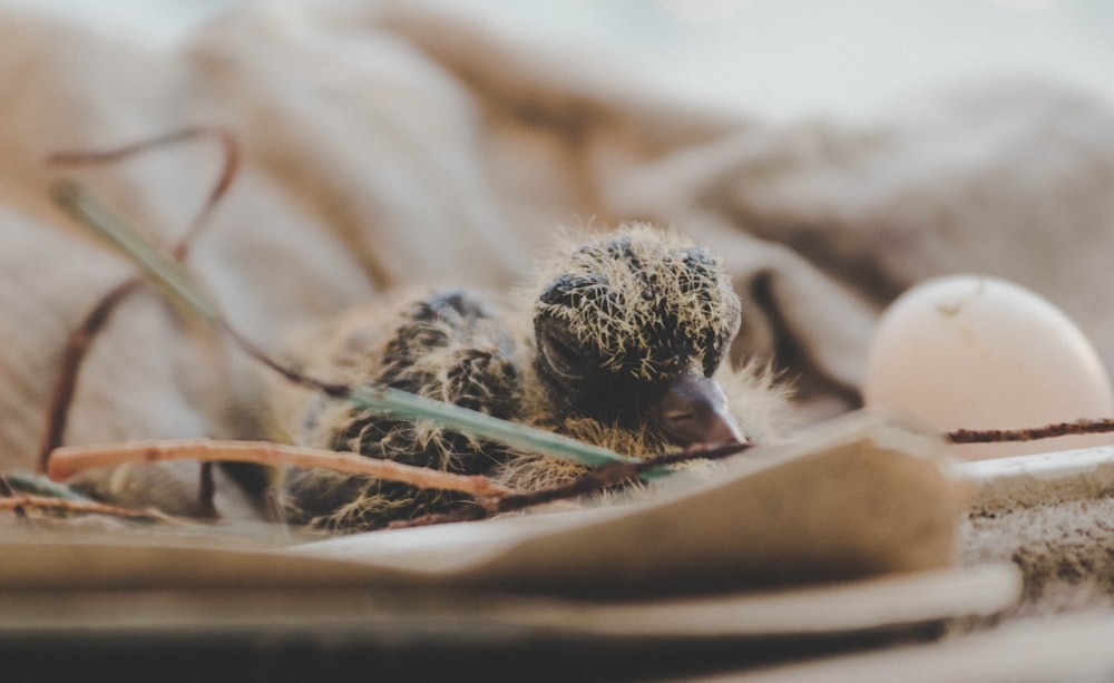 close up photography of hatchling