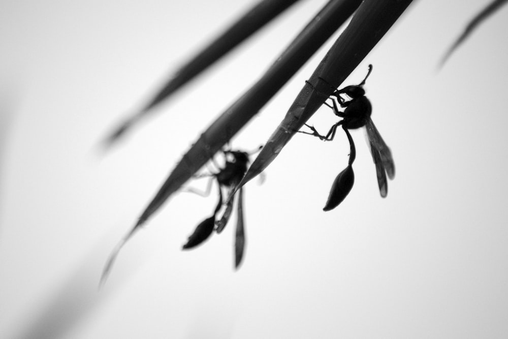 closeup photo of winged insect