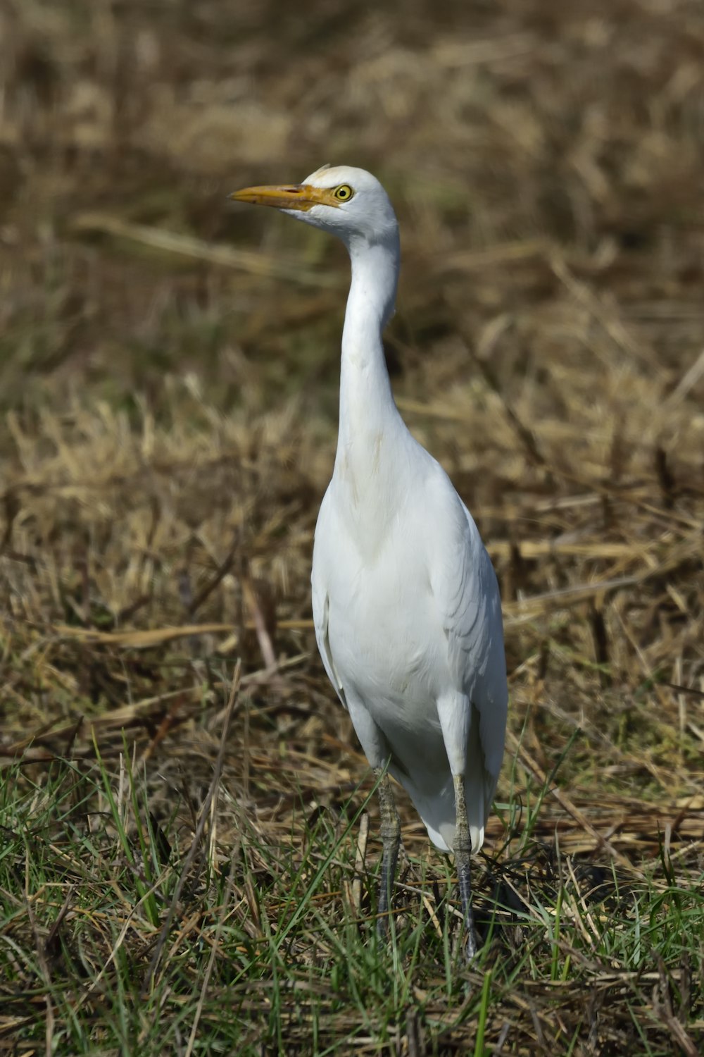 Kuhreiher Vogel