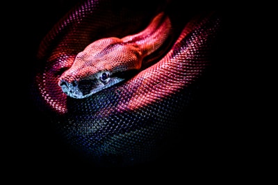 The close-up view of a coiled snake with a focus on its textured scales and head, highlighted by dramatic lighting. The snake's skin is rendered in rich hues, creating a vivid contrast against the dark background.