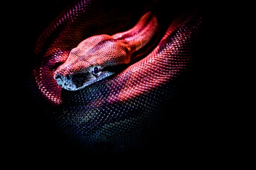 red snake