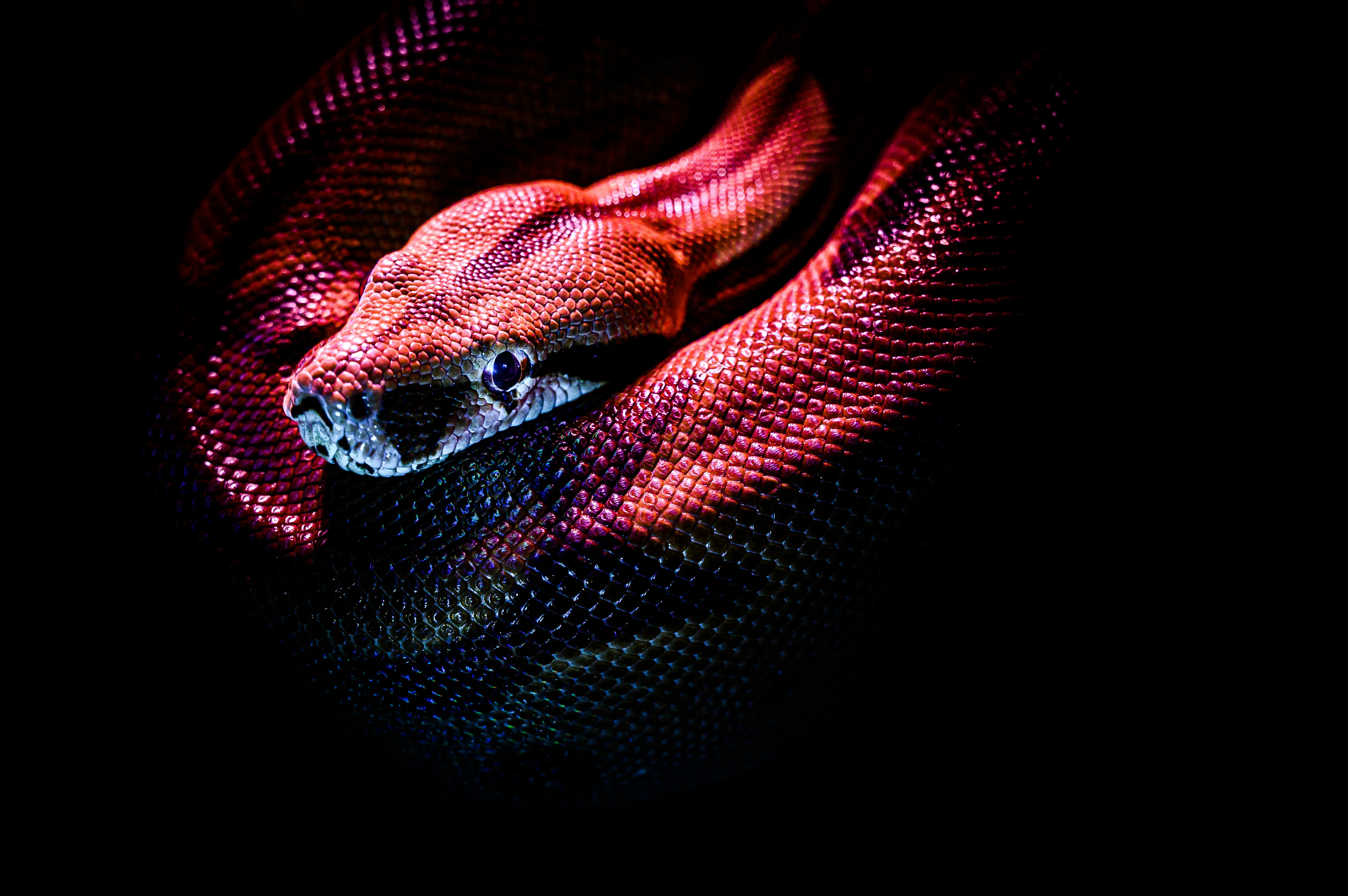 Boa constrictor in the night - snake, reptile, pet