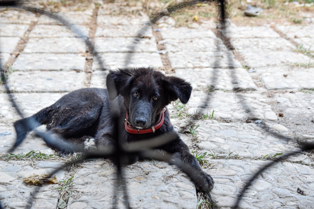 舗装路に横たわるショートコートの黒い子犬