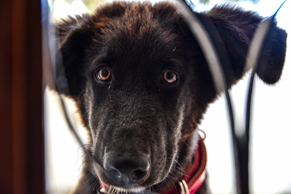 long-coated black dog