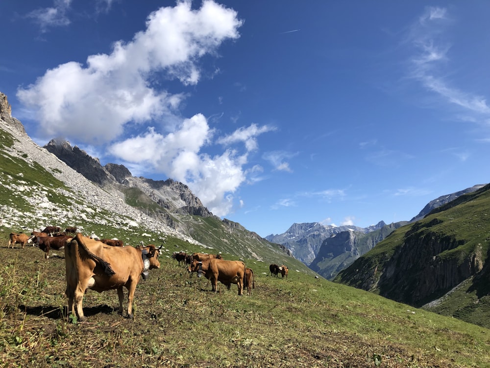 herd of cattle on field
