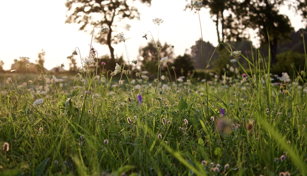 白い空の下の花畑