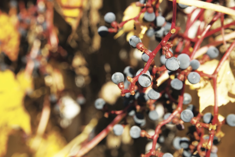 plant with black berries