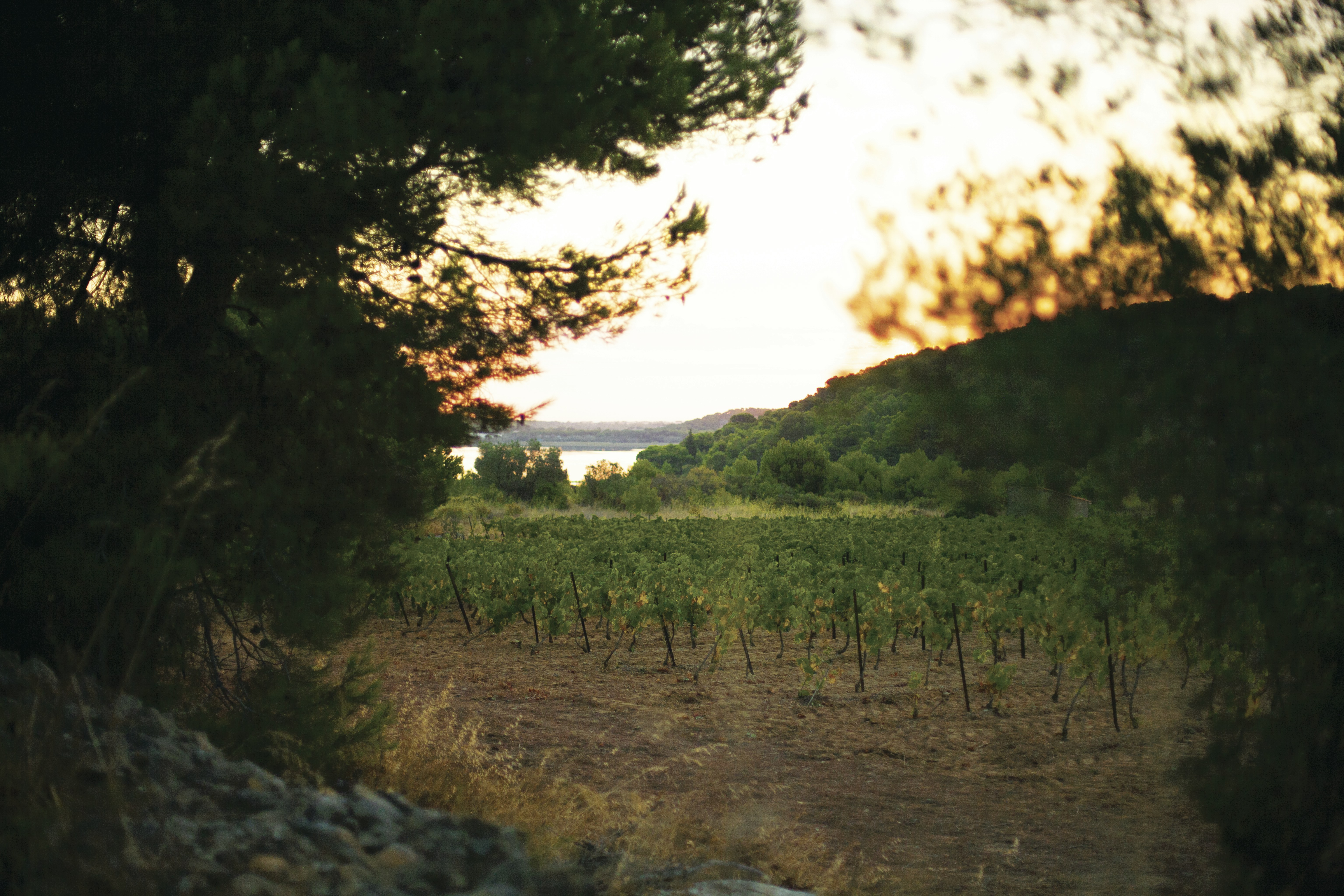 Book Your Experience