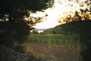 A serene vineyard estate at sunset, showcasing a beautifully maintained home nestled among lush grapevines.