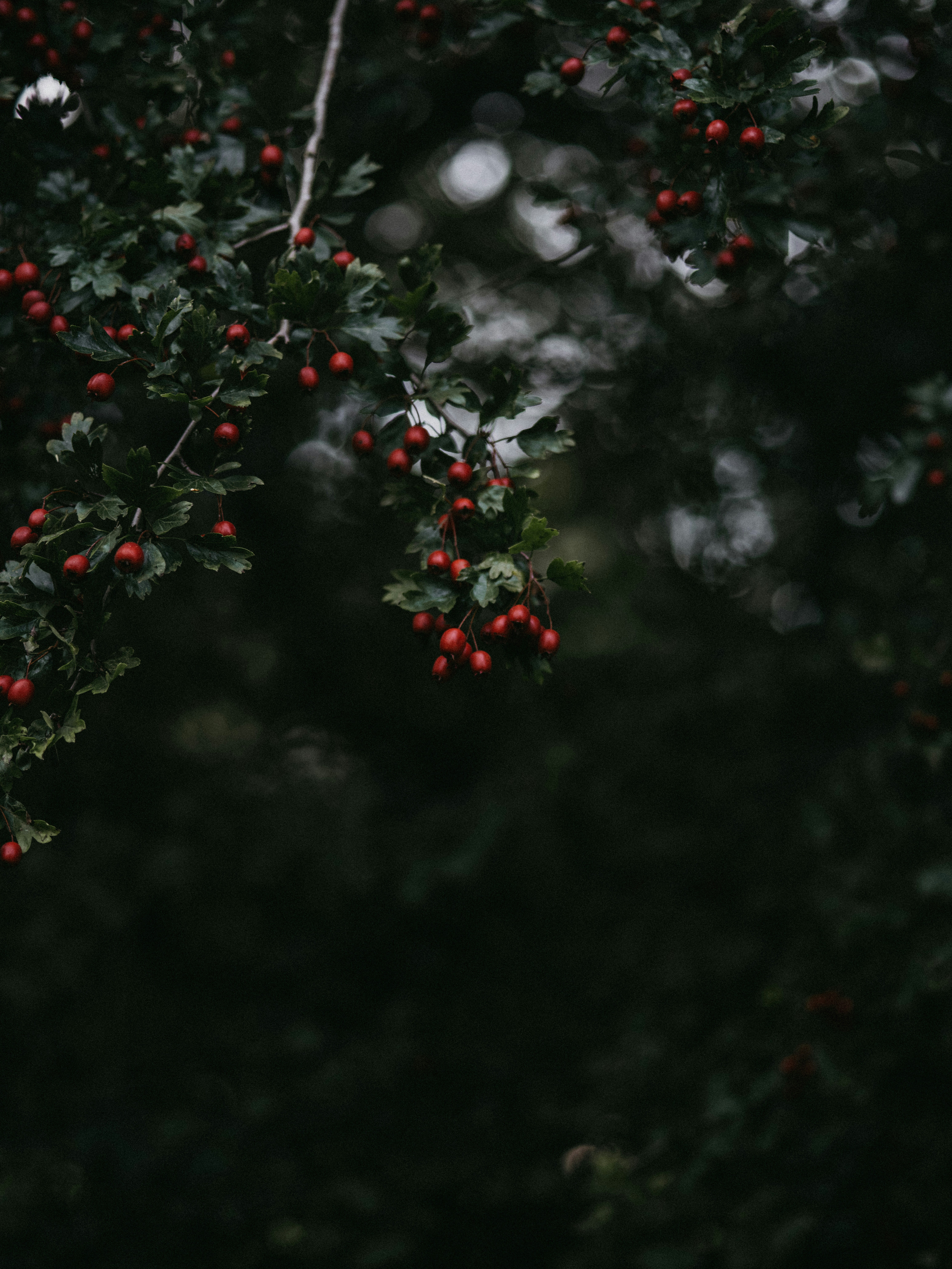 Photo by anniespratt