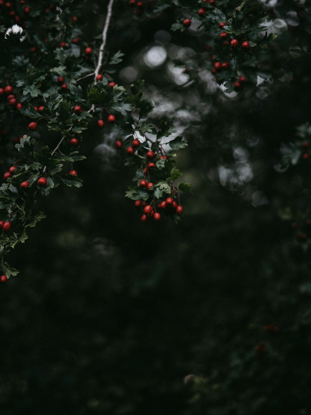 small red fruit lot