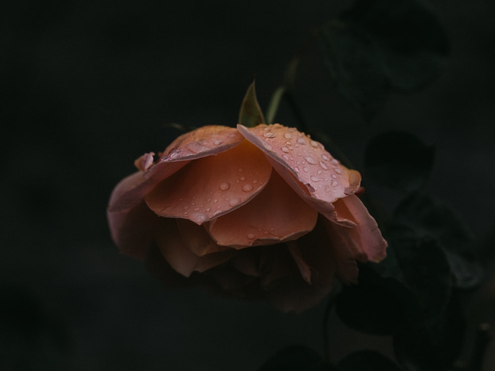 pink flower macro photography