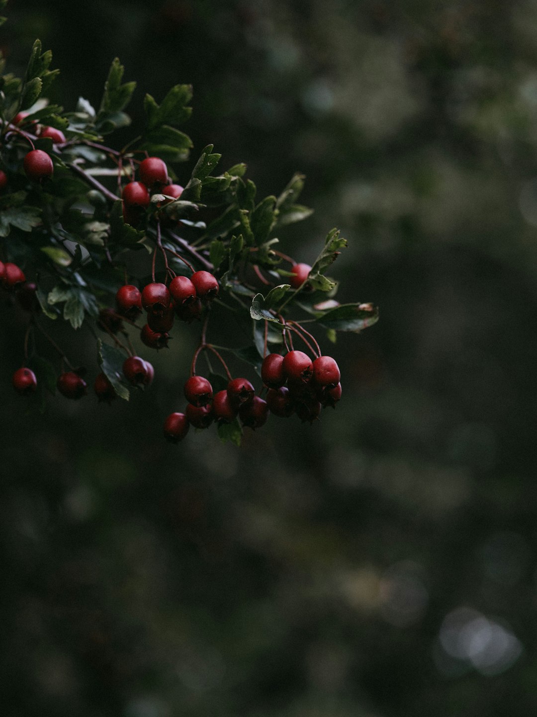 macro photography red berries