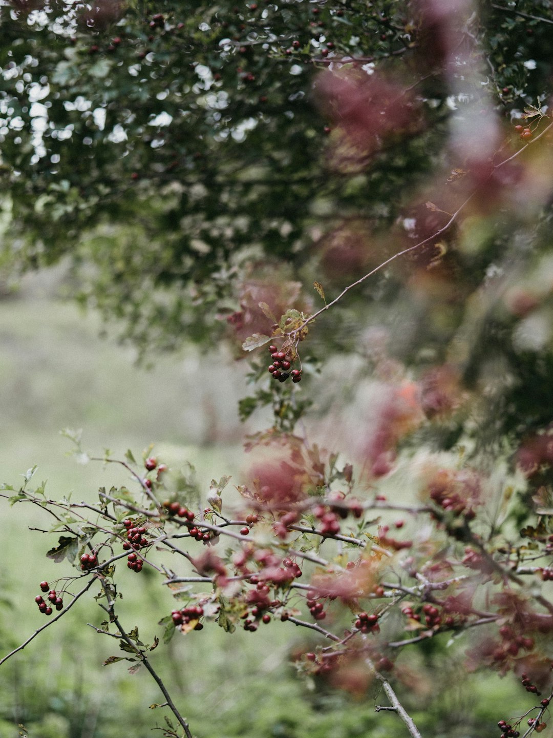 red and white petaled flowers