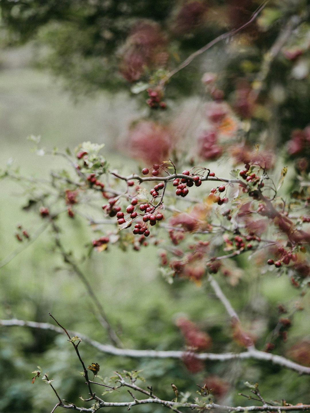 pink and green leaf plant