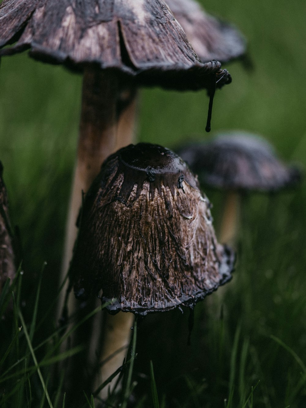 black and white mushroom