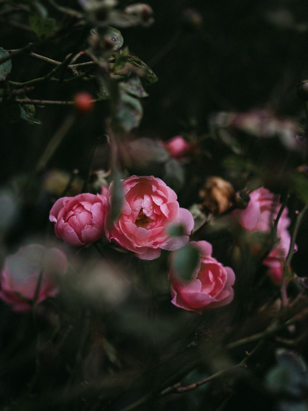 closeup photo of pink flowers