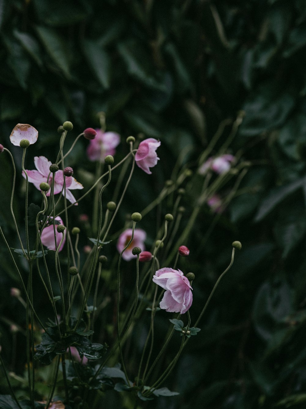 pink and white petaled flowers