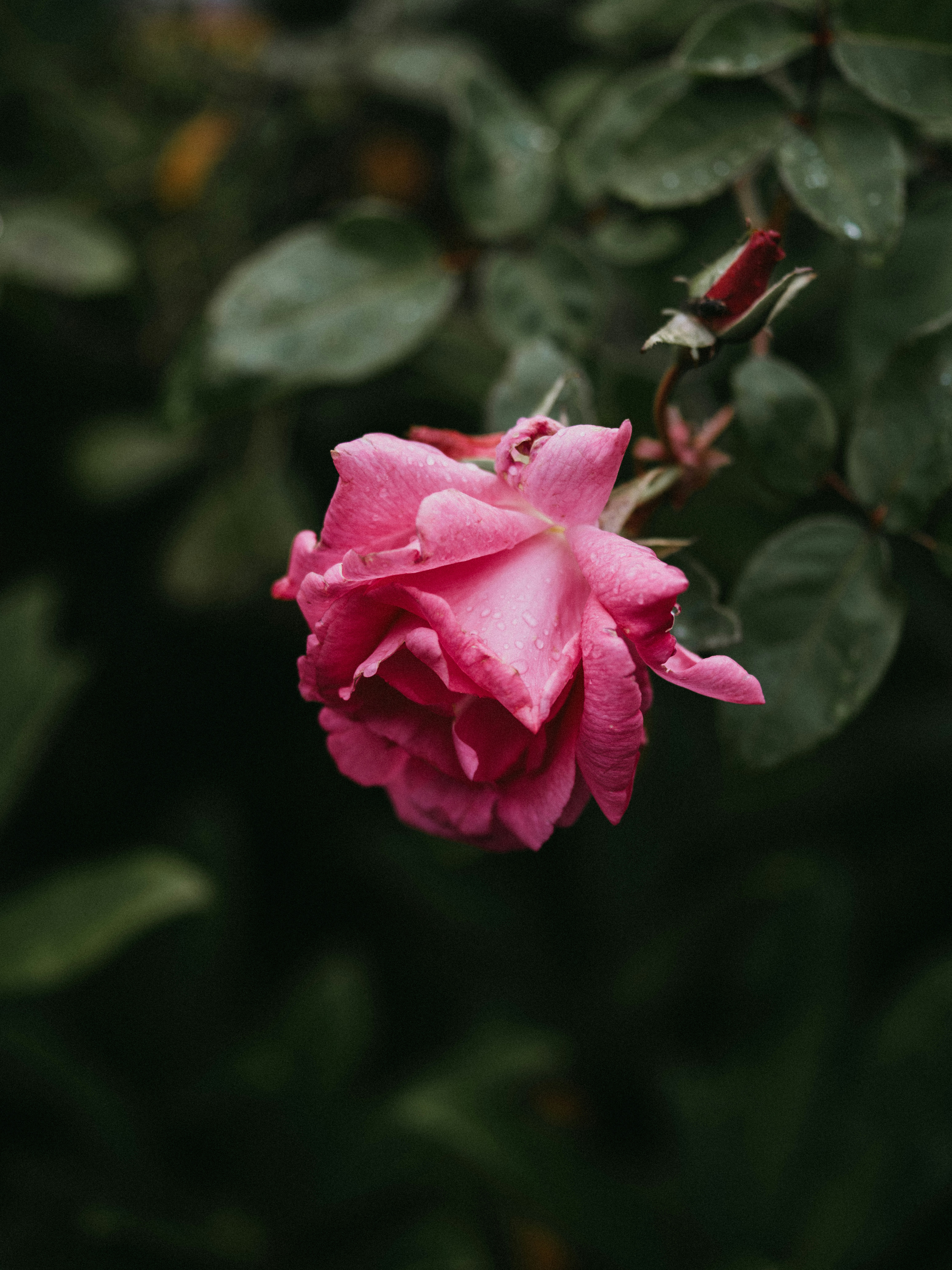 Photo by anniespratt