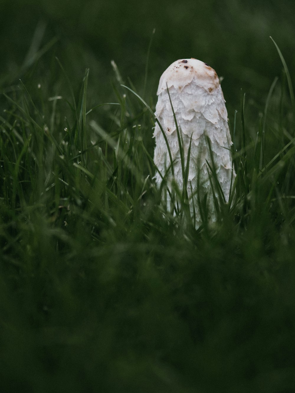 macro photography of white mushroom on green grasses