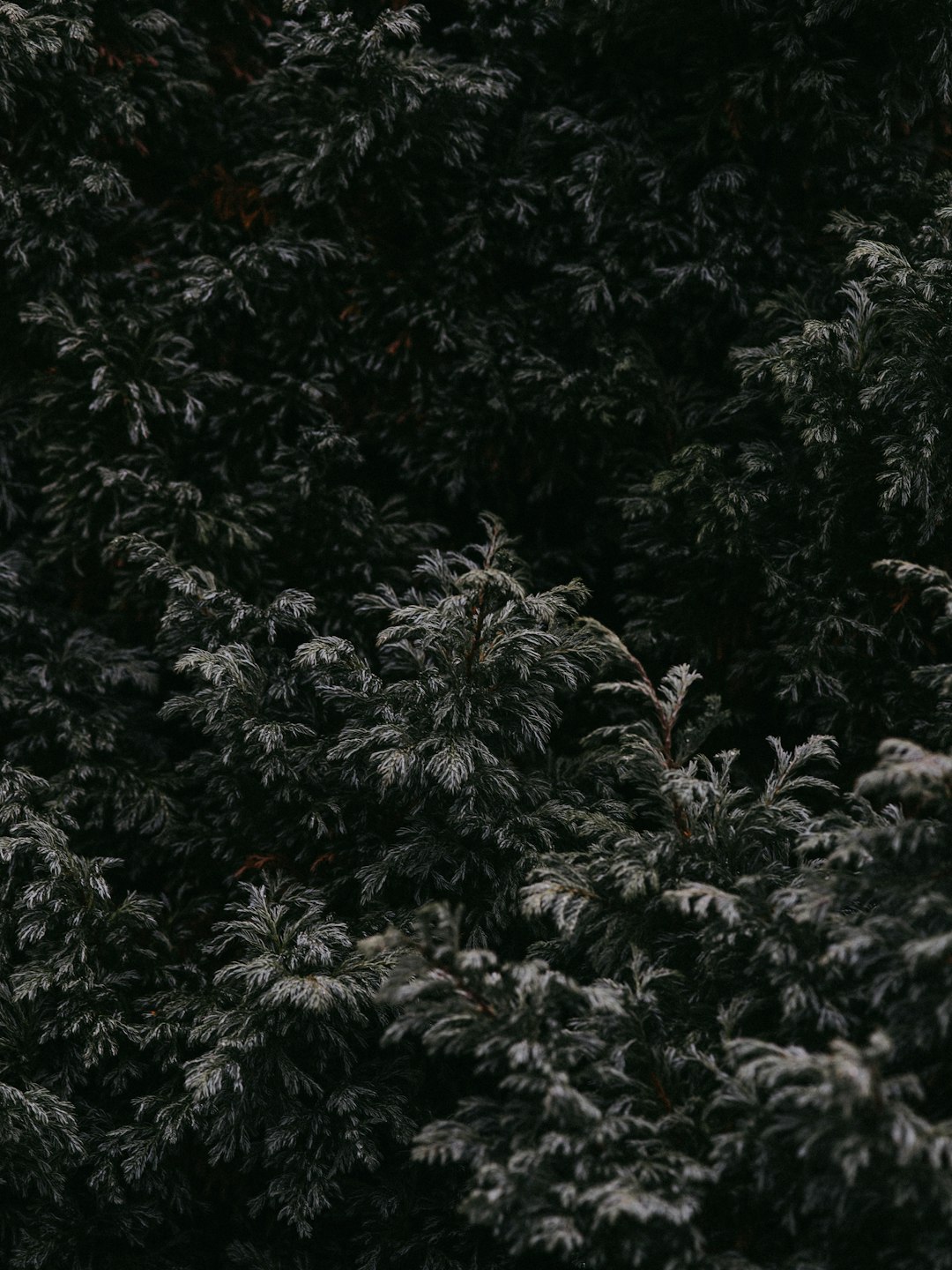 green leaf plants