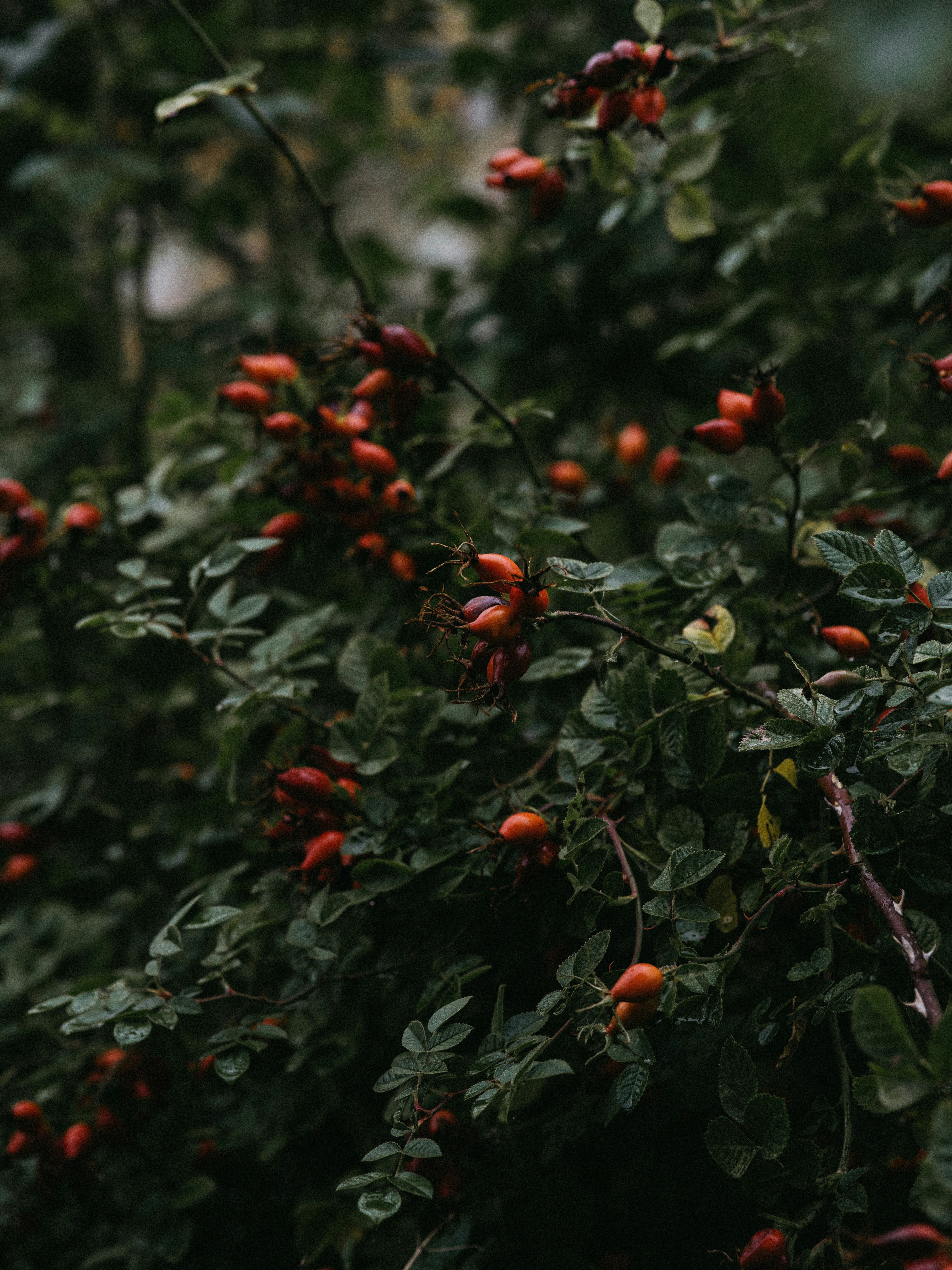 Photo by anniespratt