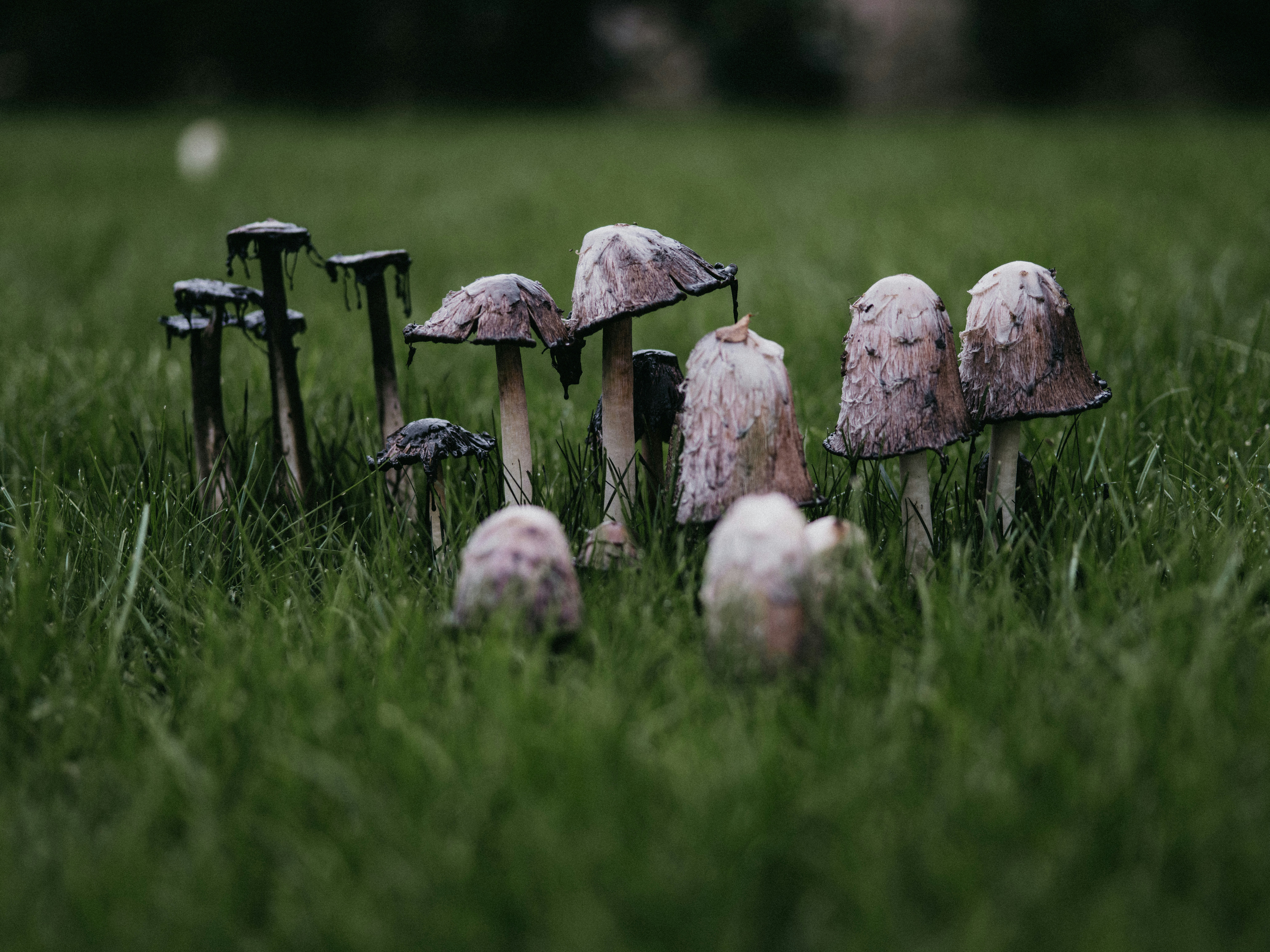 Mushrooms Growing in Lawn: Identification, Safety Tips & Simple Removal