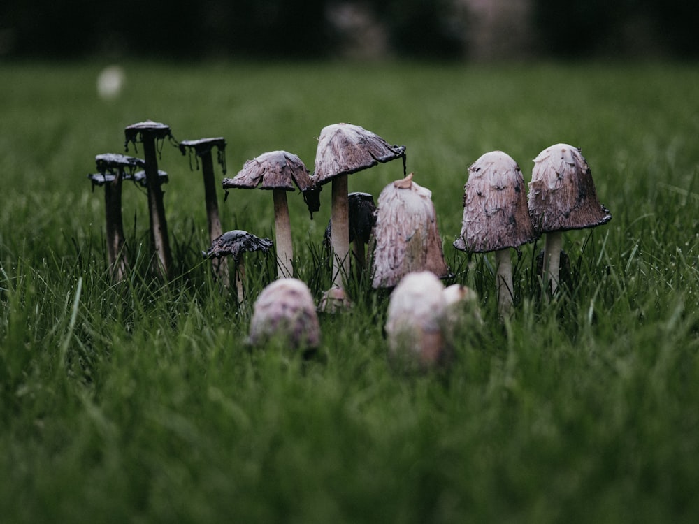 gray mushrooms in grass