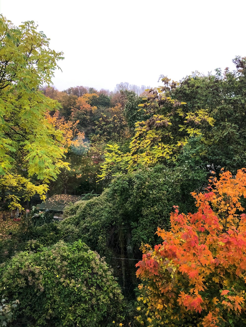 green leafed trees during daytime