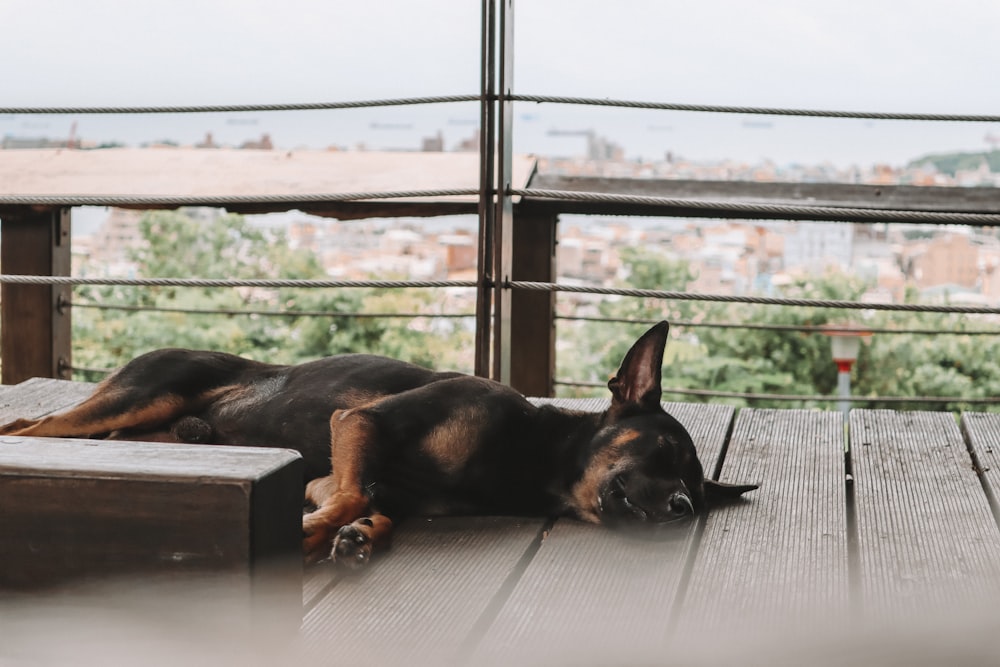 black dog lying on flooring