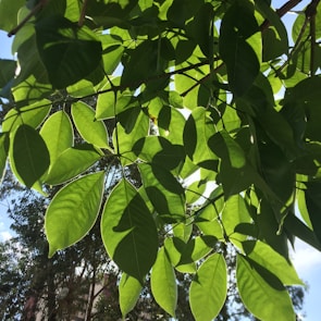 A close-up of green leaves with sunlight filtering through.