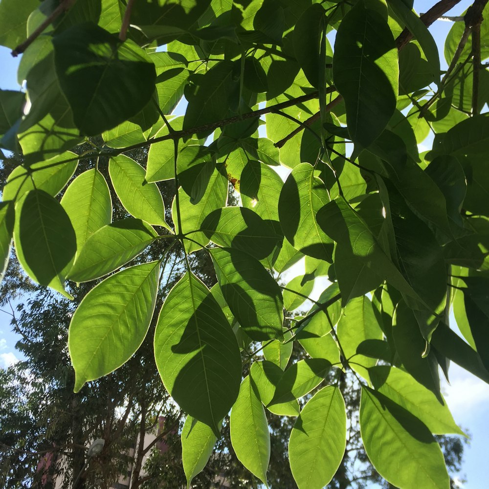 green leaves