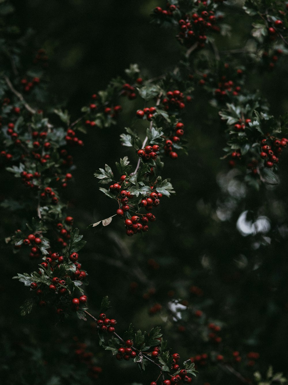 red berry fruits