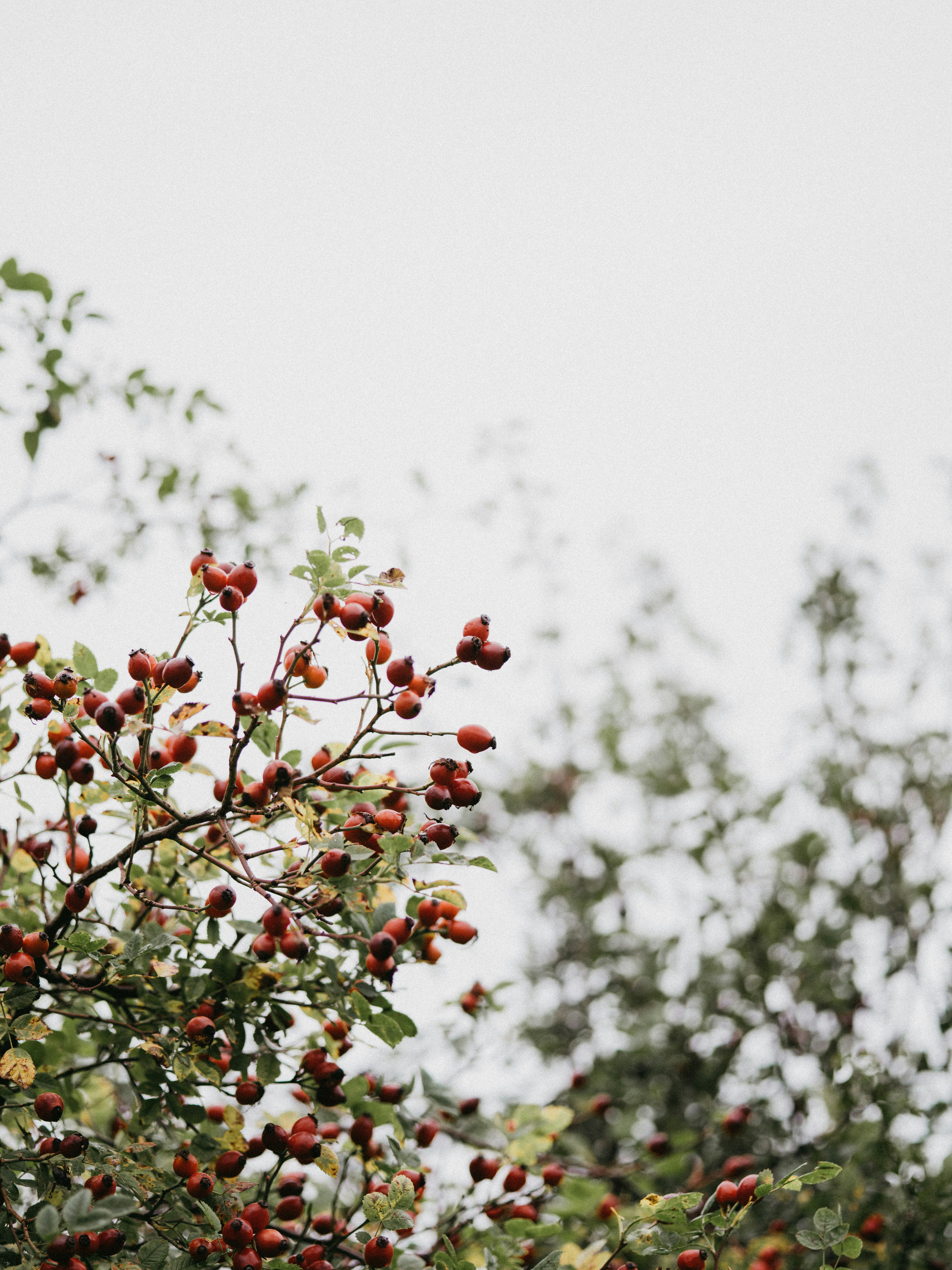 Photo by anniespratt