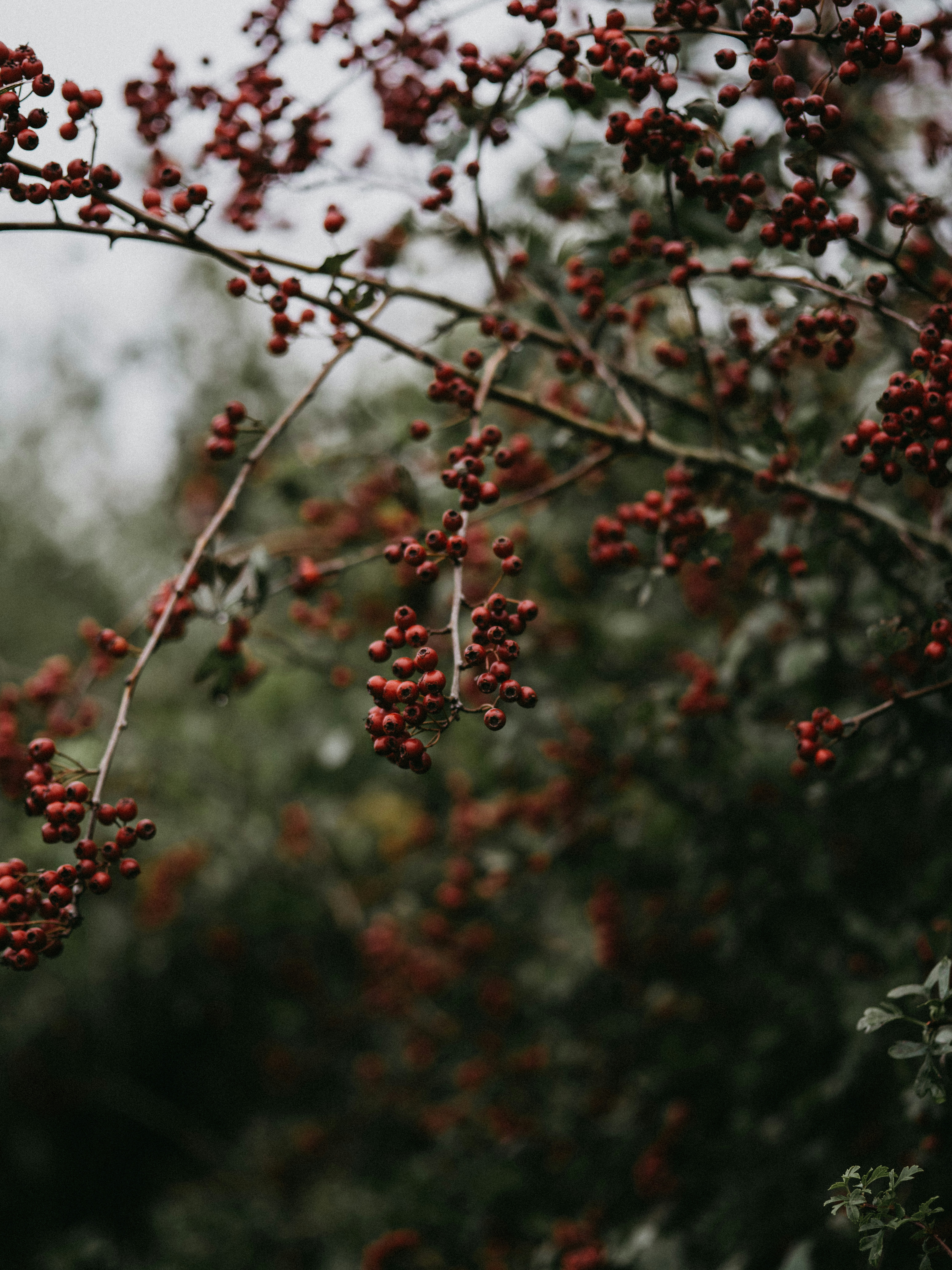 Photo by anniespratt