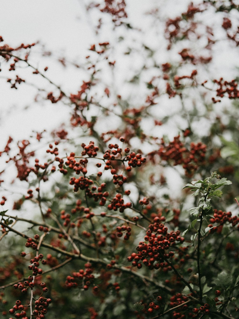 shallow focus photo of brown fruits