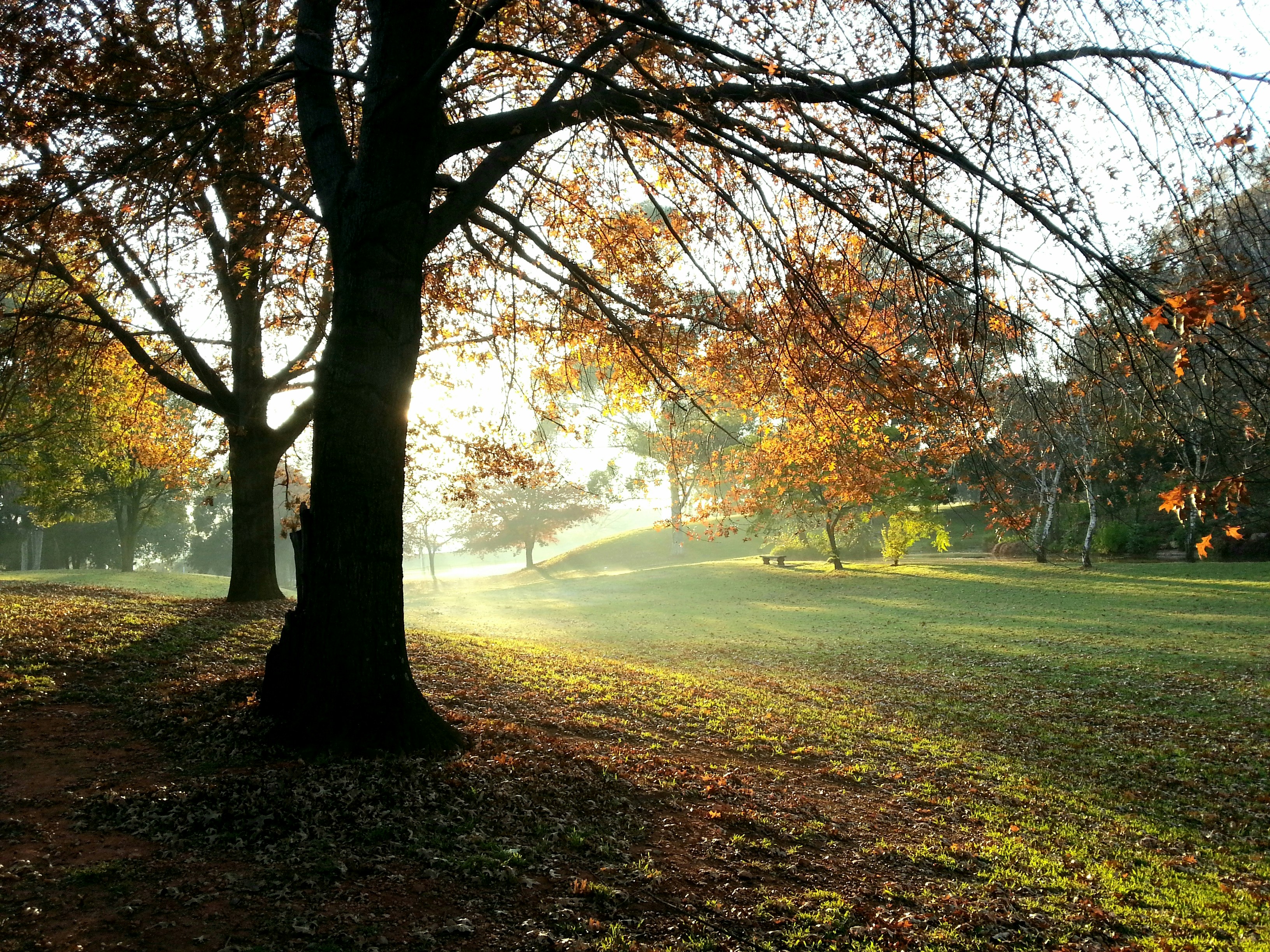 árboles en el campo de hierba día de la noche