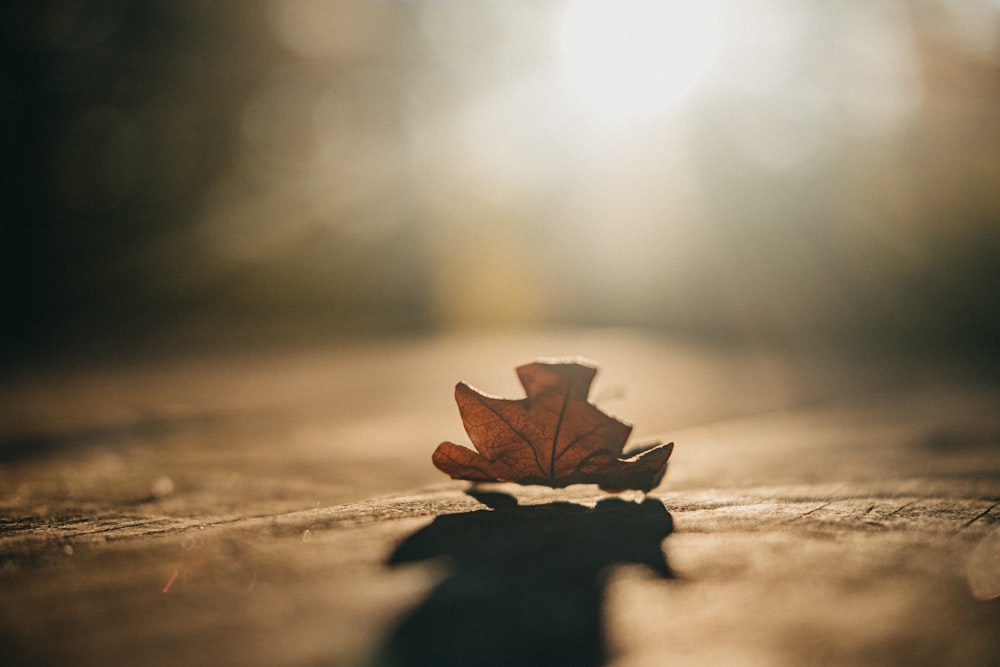 macro photography of brown maple leaf