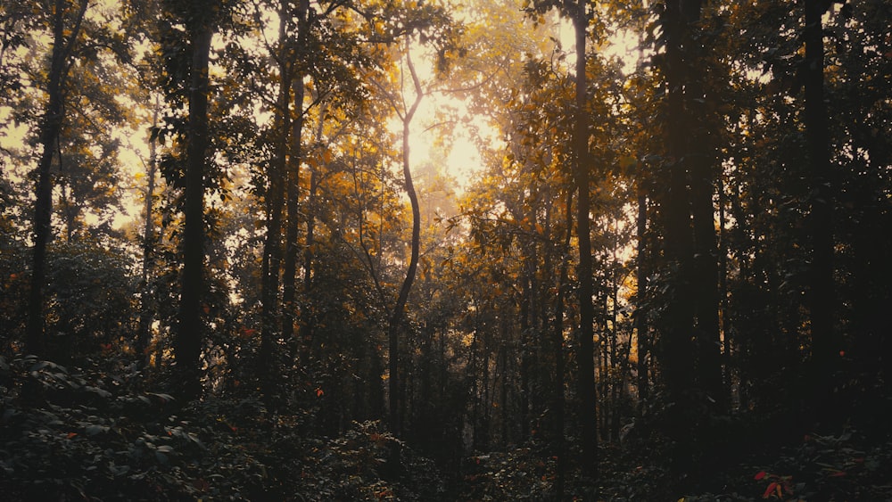 trees during day