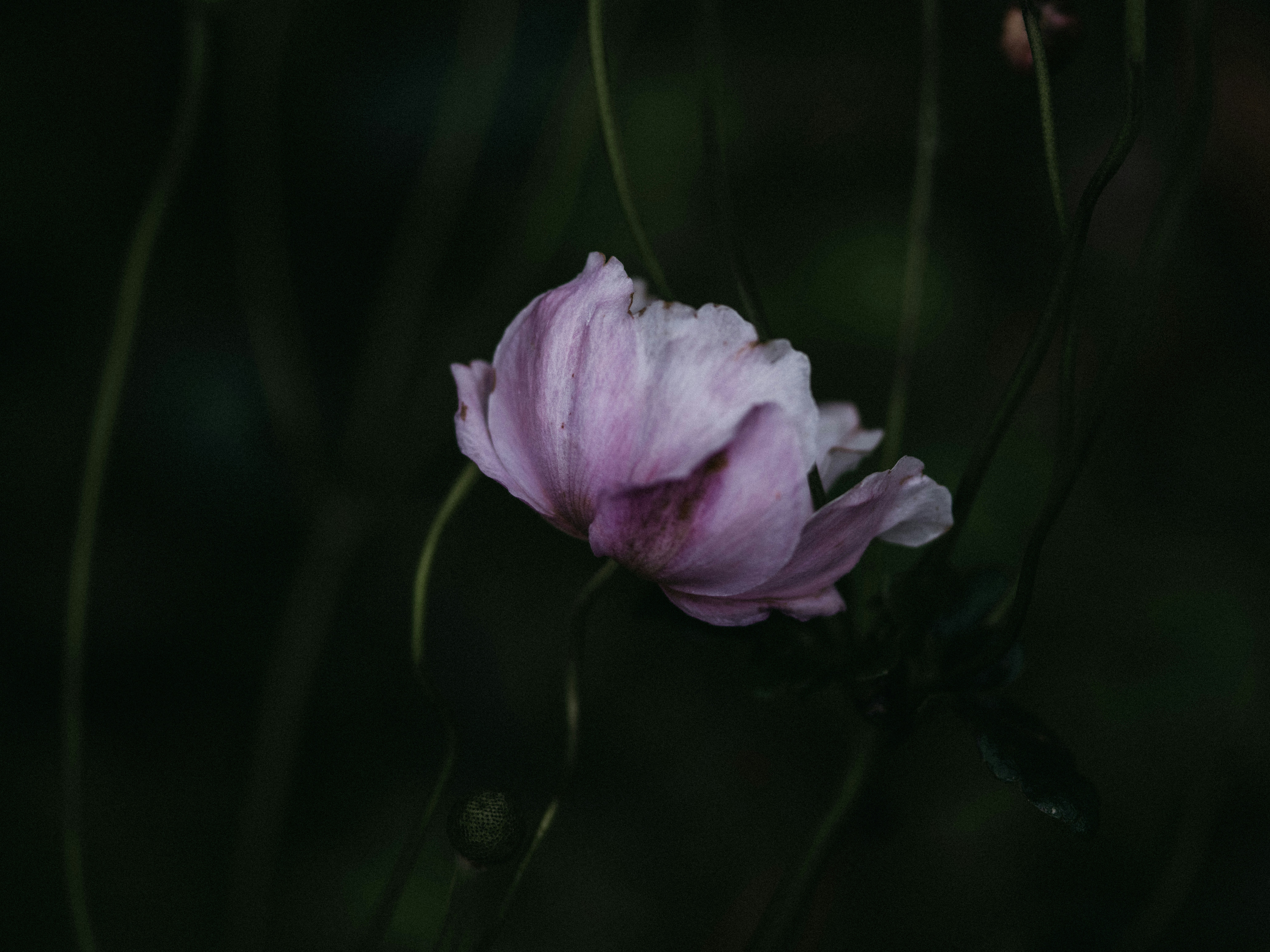 Photo by anniespratt