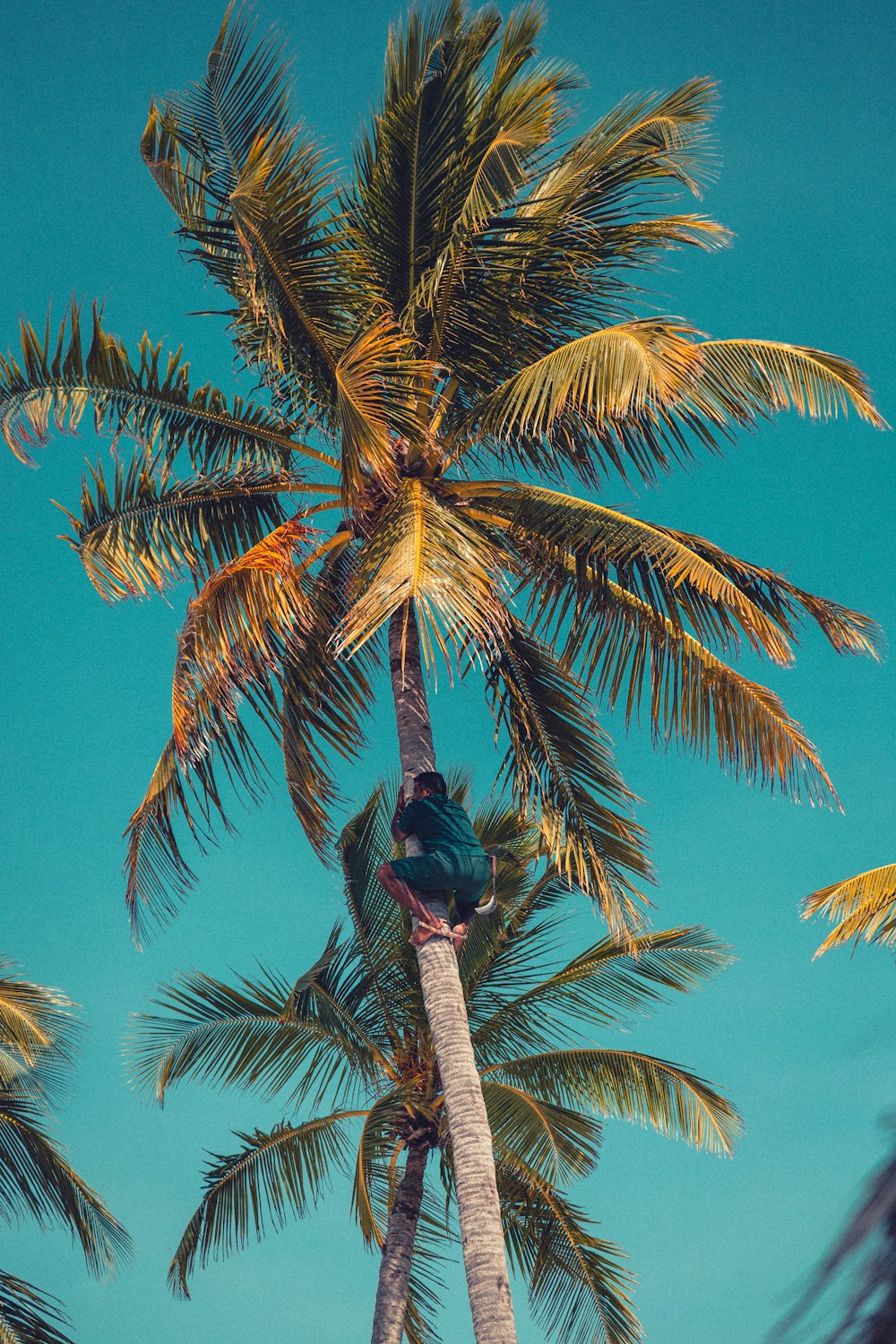 man climbing coconut palm tree