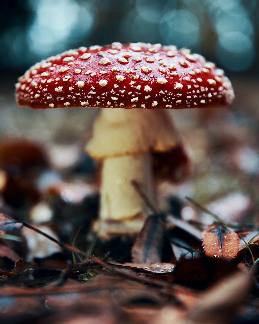 red and white mushroom in ground