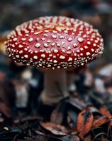 A red mushroom with white speckles on the cap, growing among brown fallen leaves on the forest floor. The mushroom's stalk is visible and appears thick and sturdy, supporting the vibrant cap.