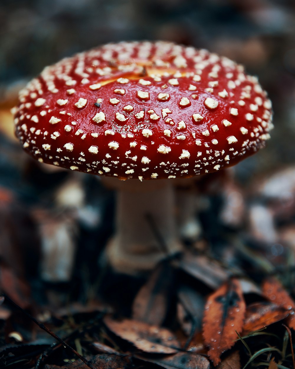 red and white mushroom in ground