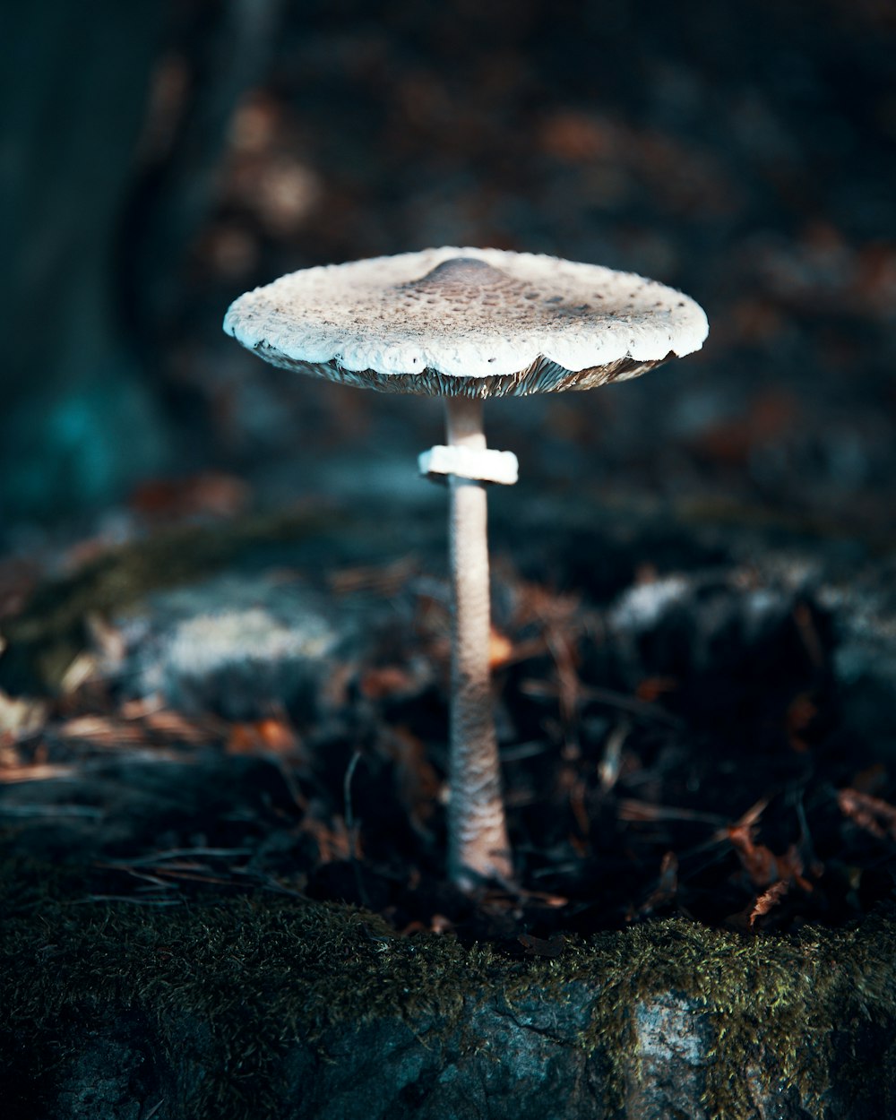 macro photography of white mushroom