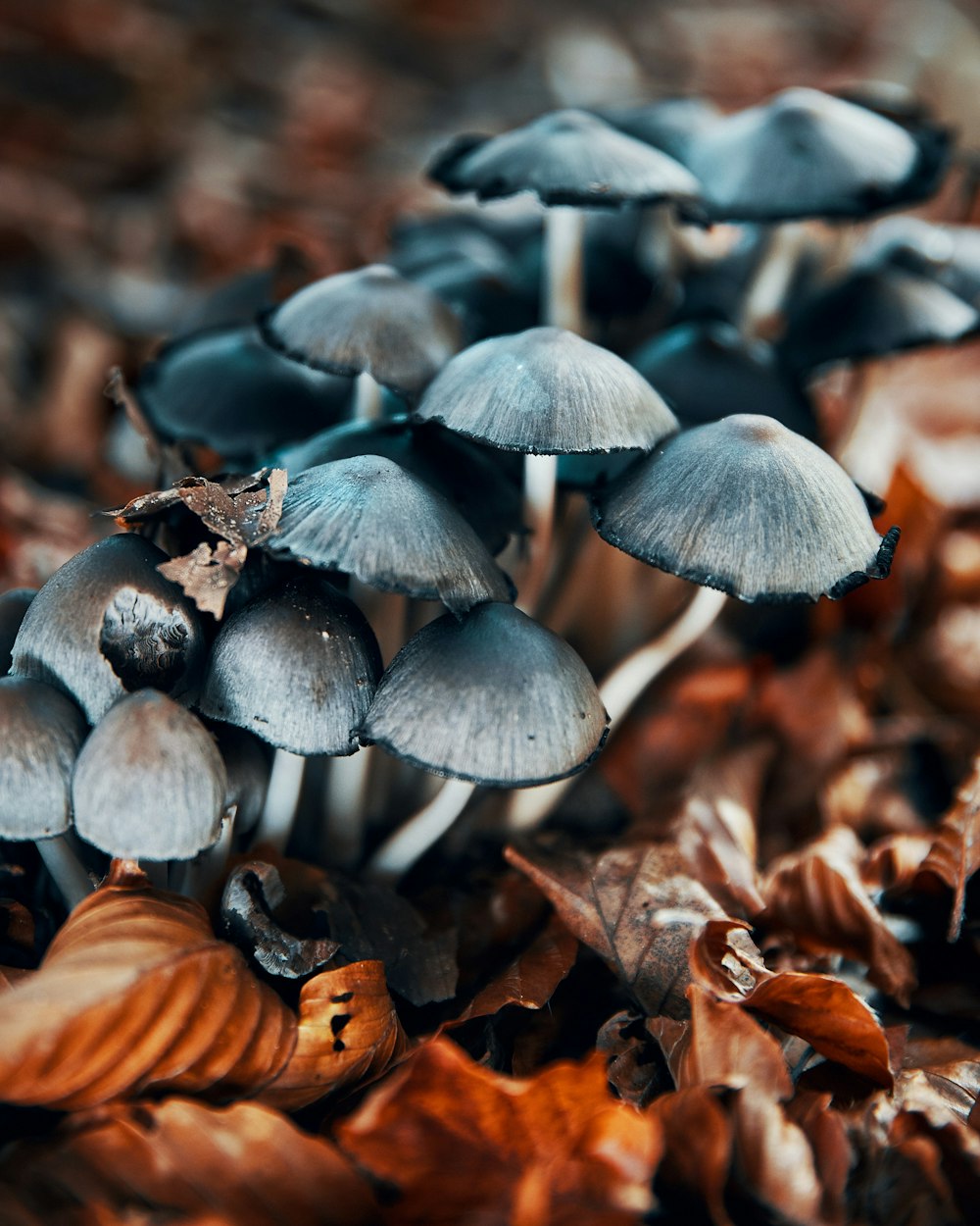 macro photography of mushroom