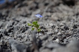 A small purple flower with green leaves grows amidst a rugged, rocky terrain. The background is blurred, emphasizing the solitary flower as a focal point, symbolizing resilience and growth.