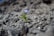 A small purple flower with green leaves grows amidst a rugged, rocky terrain. The background is blurred, emphasizing the solitary flower as a focal point, symbolizing resilience and growth.